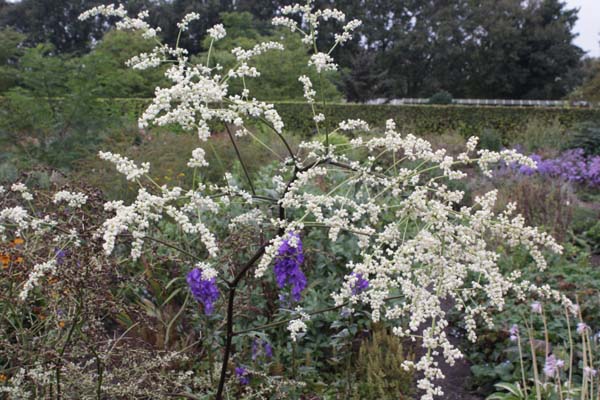 Artemisia lactiflora 'Jim Russel'