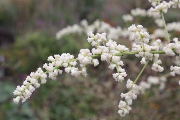 Artemisia lactiflora 'Jim Russel'