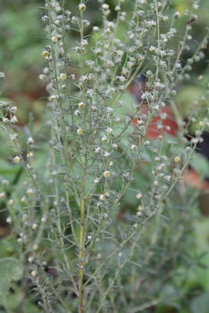 Artemisia laciniatum 'Zicksee'