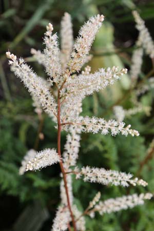 Aruncus aethusifolius 'Elegance'