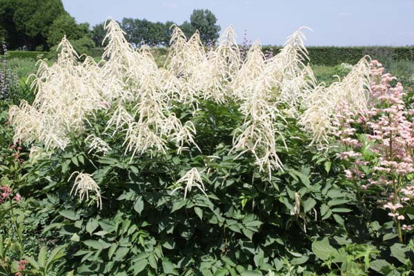 Aruncus 'Glasnevin'