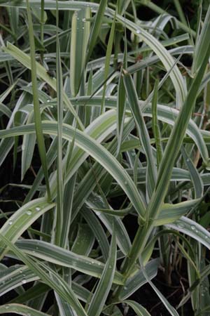 Arundo donax 'Ely'