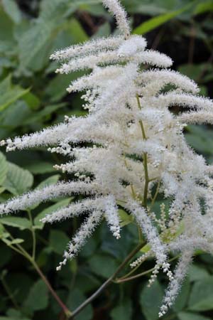 Aruncus 'Glasnevin'