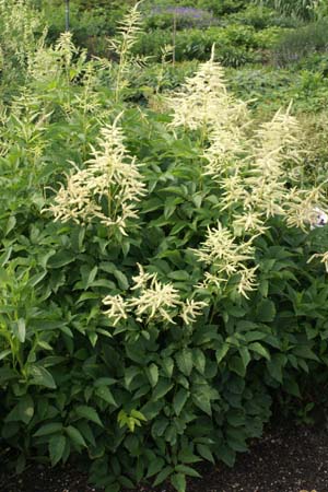 Aruncus dioicus kamtschaticus