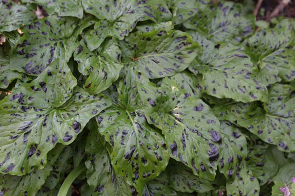 Arum maculatum