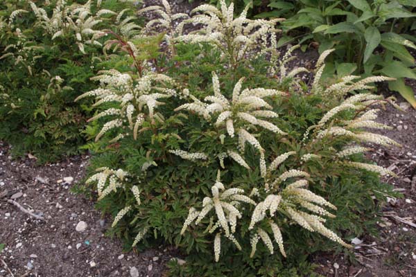 Aruncus 'Perlhühn' (Guinea Fowl)