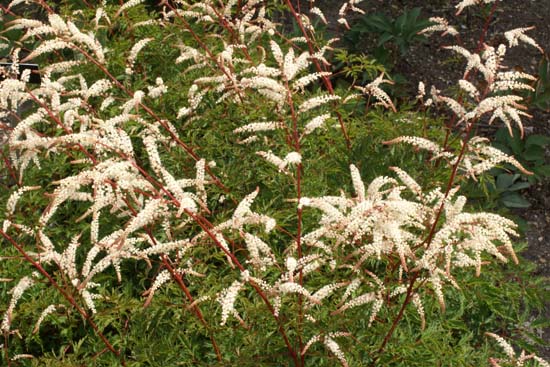 Aruncus 'Woldemar Meyer'