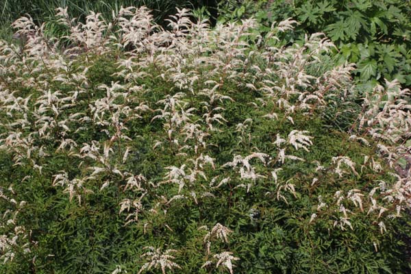 Aruncus 'Woldemar Meyer'