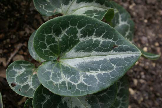 Asarum hartwegii