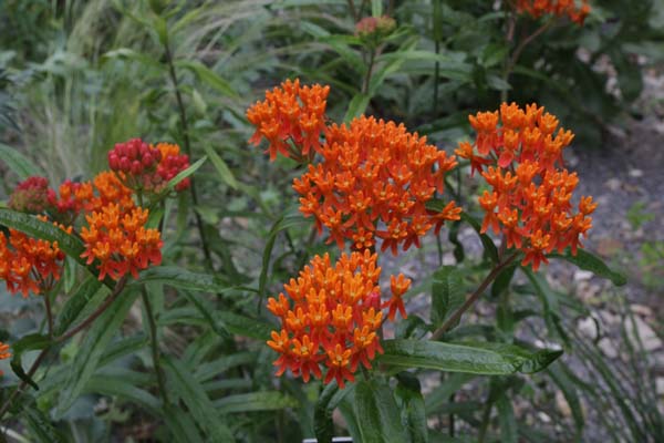 Asclepias tuberosa interior