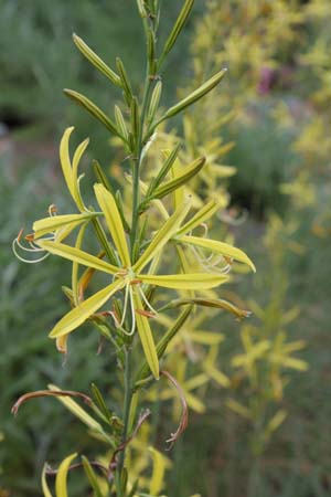 Asphodeline liburnica