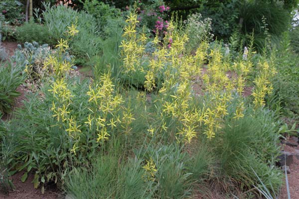 Asphodeline liburnica