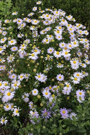 Aster amellus 'Axel Tallner'