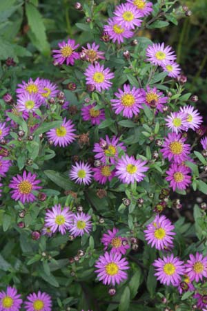 Aster ageratoides 'Ezo Murazaki'