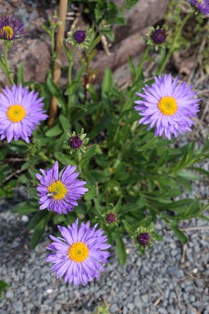 Aster alpinus 'Goliath'