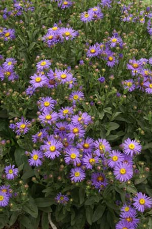 Aster amellus 'Kobold'