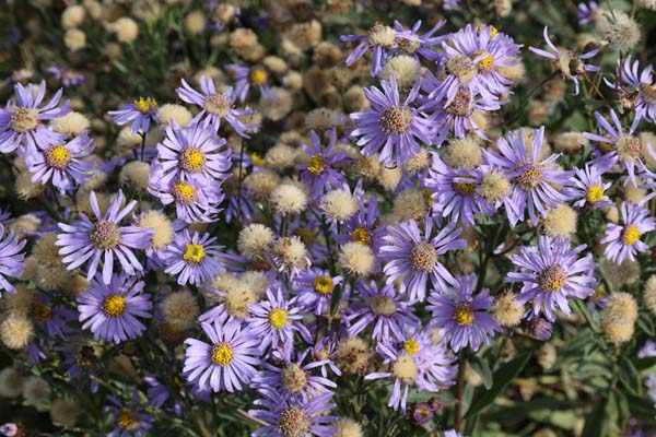 Aster amellus ssp. bessarabicus