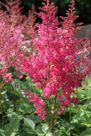 ASTILBE arendsii 'Sunny Day'