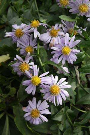 Aster 'Brockamin Bright'