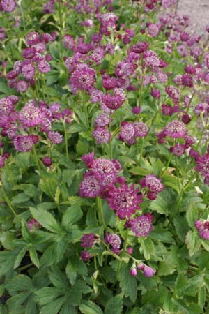 Astrantia carniolica 'Eggleston Variety'