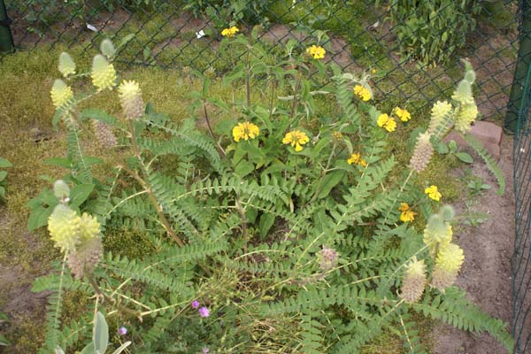 Astragalus centralpinus