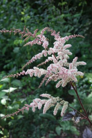 Astilbe 'Chocolate Shogun'