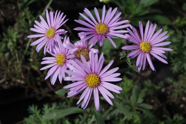 Aster 'Cotswold Gem'