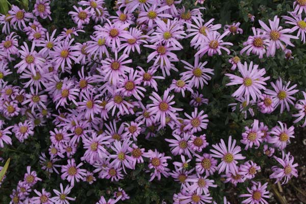 Aster 'Cotswold Gem'