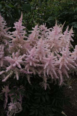 Astilbe arendsii 'Eden's Odysseus'