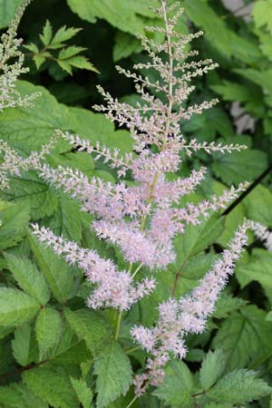 Astilbe arendsii 'Eden's Odysseus'