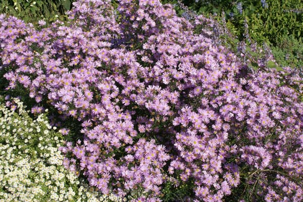 Aster ericoides 'Pink Star'