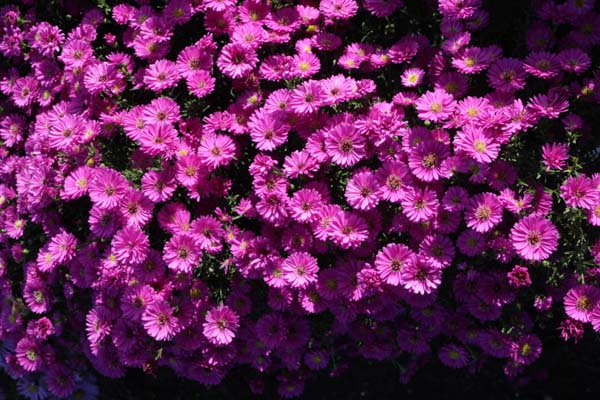 Aster ericoides 'Pixie Red Eye'