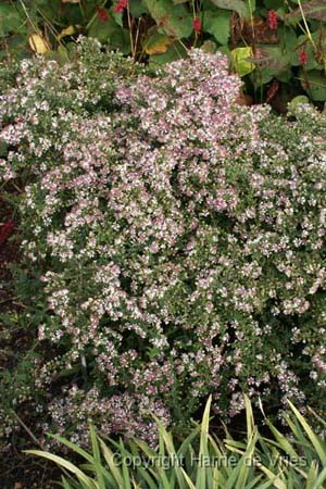 Aster lateriflorus 'Buck's Fizz'