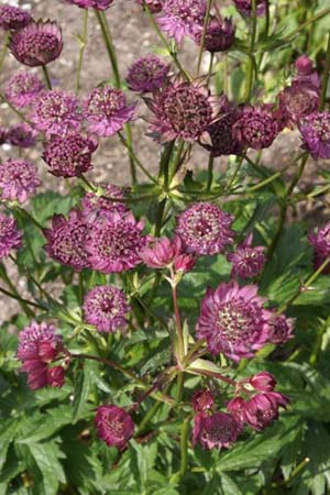 Astrantia major 'Gill Richardson'