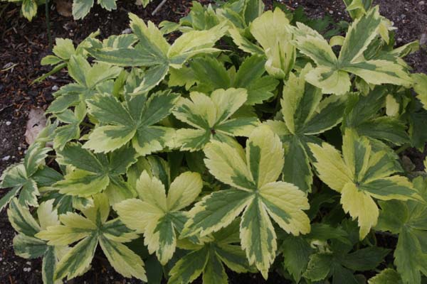 Astrantia major 'Sunningdale Variegated'