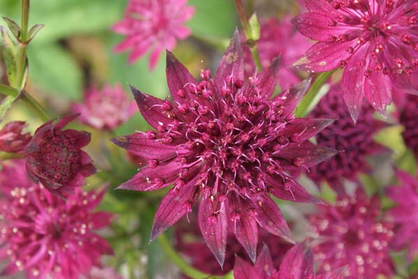 Astrantia major 'Washfield'