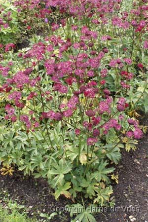 Astrantia major 'Ruby Wedding'