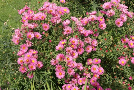 Aster novae-angliae 'Rudelsburg'