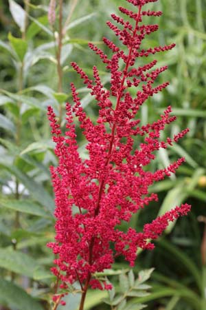 Astilbe 'Radius'
