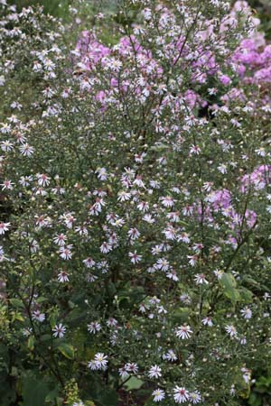 Aster spectabilis 'Ile de Montréal'