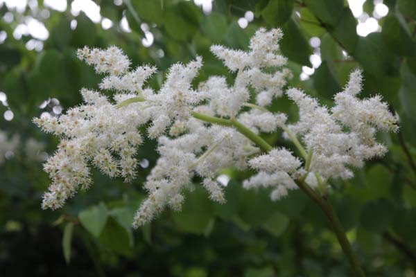 Astilboides tabularis