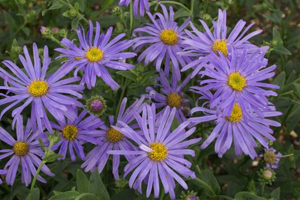 Aster thomsonii (type)