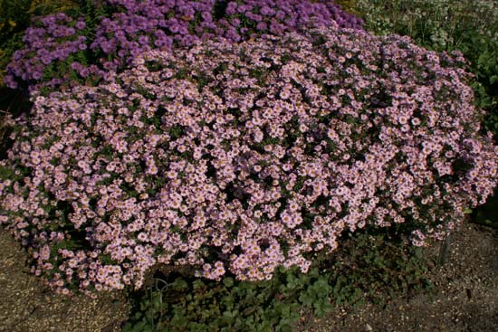 Aster 'Tina'