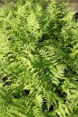 ATHYRIUM filix-femina 'Lady in Red'