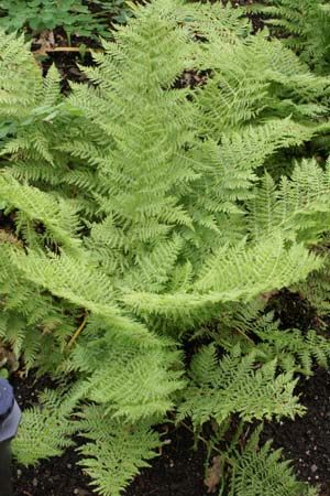 ATHYRIUM filix femina 'Plumosum Axminster