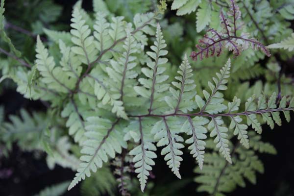 Athyrium othophorum 'Okanum'