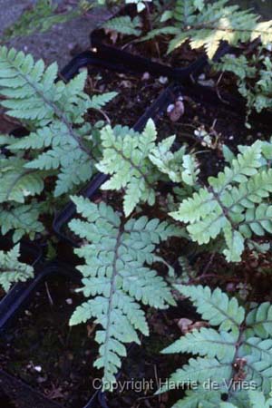 ATHYRIUM othophorum 'Okanum'