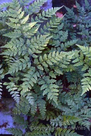 ATHYRIUM vidalii