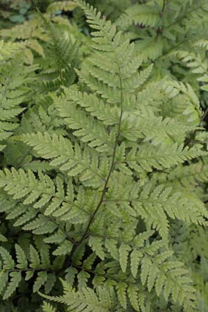 Athyrium vidalii