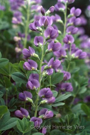 Baptisia australis